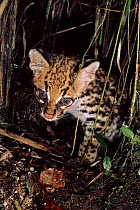 Ocelot kitten, Ecuadorian Amazon, South America.