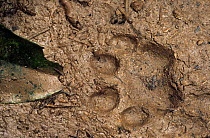 Ocelot {Felis pardalis} footprint in mud, Ecuador