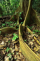 Buttress roots (Ficus sp) in Manu NP, Peru, South America