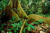 Buttress roots. Manu NP, Peru, South America