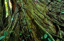 Fig tree (Ficus sp) buttress roots in Manu NP, Peru. South America.
