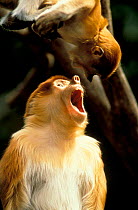 Proboscis monkey female & juv. C (Nasalis larvatus) Bronx Zoo USA