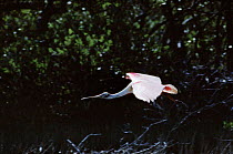 Roseate spoonbill in flight (Platalea ajaja) USA, Ding Darling Wildlife Refuge, Florida