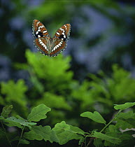 Poplar Admiral butterfly (Limenitis populi) in flight, Germany, captive