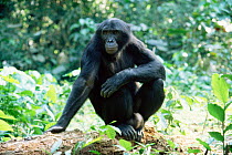 Bonobo adult male, Wamba, DR Congo (Pan paniscus)