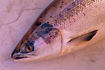 Atlantic salmon (Salmo salar) recently caught. Scotland Montrose, Angus.