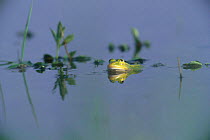 Pool frog in pond - breeding male (Rana lessonae) UK