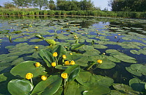 Yellow water lilies (Nuphar lutea) on River Bug, Poland