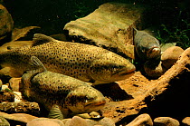 River trout, UK