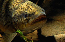 River trout (Salmo trutta) captive, UK