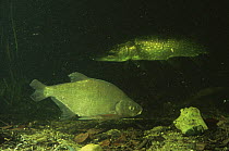 Bream {Abramis brama} with Pike {Esox lucius} in background, captive, UK