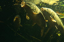 Common carp (Cyprinus carpio) captive