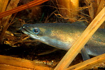 European eel.