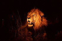 Male lion at night in spotlight. Mala Mala Game Reserve, South Africa
