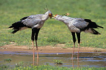 Secretary bird (Sagittarius serpentarius) pair in courtship, Kruger NP, South Africa