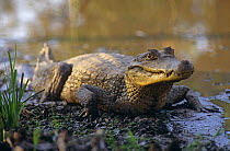 Spectacled caiman on river bank (Caiman crocodilus) Venezuela, South America