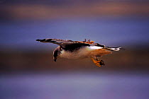 Red backed buzzard (Buteo polyosoma) hovering Falkland Is. Engineer Point, E Falkland Is.