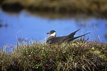 Arctic skua / Jaegar (Stercorarius parasiticus) on nest beside water, Canada