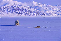 Polar bear stalking ringed seal pup. Svalbard, Norway.