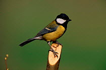 Great Tit (Parus major) male perched, Wiltshire, England