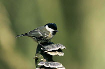 Coal Tit on perched on stump (Parus alter) Worcestershire. UK
