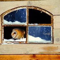 Barn Owl perched in a barn window in winter. (Tyto alba) Germany
