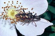 Two banded longhorn beetle (Rhagium bifasciatum) on Dog rose flower (Rosa canina) flower, England