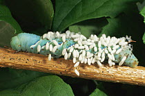 Parasites {Cotesia sp} on the Tobacco hornworm, caterpillar larva of Carolina sphinx moth {Manduca sexta} USA