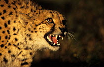 Cheetah snarling, De Wildt  (Acinonyx jubatus) South Africa. Captive