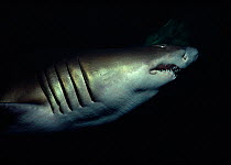 Sand tiger shark (Carcharias taurus) Caribbean