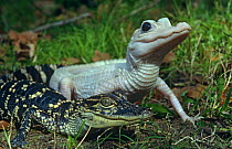 American alligators, juveniles showing normal and leucosistic (albino) colouration (Alligator mississippiensis) USA, captive