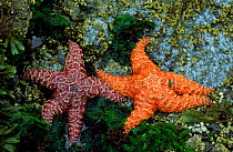 Ochre sea stars - two colour morphs, Olympic NP, Washington USA