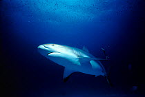 Caribbean grey reef shark (Carcharhinus perezi). Bahamas
