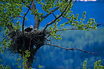 American bald eagle with chicks at nest (Haliaeetus leucocephalus) British Colombia, Canada