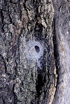 Spider's funnel web on tree bark (Segestriidae) Corfu, Greece