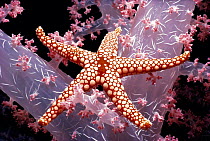 Red mesh starfish {Fromia monilis} on {Dendronephthya sp} coral at night, Red Sea.