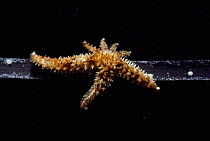 Sea star regenerating lost arms (Asteroidea) Ustica Is, Med. On Sea grass.
