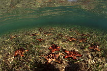 Seastars in Sea grass bed, Indo-Pacific.