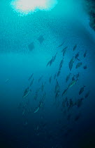 School of anchovies (Engraulis encrasicolus) hunted by rays and jacks, Indo Pacific