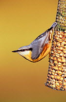 European nuthatch on nut feeder (Sitta europaea) UK.