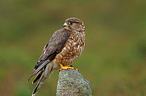 Female Merlin perched on rock. North Yorkshire, UK