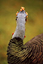 Ocellated turkey male, back view