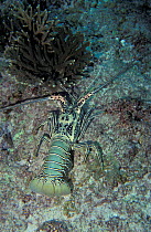 Painted crawfish. (Panulirus versicolor) Bahrain. Abuthama reef.