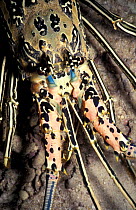 Painted crawfish close-up. (Panulirus versicolor) Bahrain. Abuthama reef.
