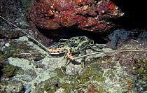 Painted crawfish in reef. (Panulirus versicolor) Bahrain. Abuthama reef.