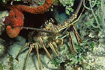 Spiny lobster in coral reef (Panulirus argus) Caribbean