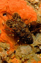 Spanish lobster, Mediterranean
