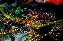 Rock lobster, Caribbean