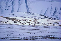 Reindeer herd on the move (Rangifer tarandus) Alaska Denali NP