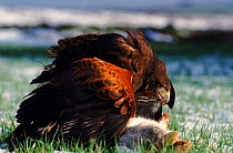 Harris hawk (Parabuteo unicinctus) on rabbit (falconer's bird). Scotland, Europe